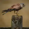 Le Faucon crécerelle répète rapidement un **cri strident "ki-ki-ki-ki-ki"** parfois très aigu et très rapide comme un son de crécelle, d'où son nom...