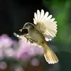Même s'il est difficile à percevoir avec sa couleur grise, on le remarque à ses **mouvements d'ailes agités** pour capturer ses proies.