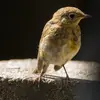 Les **juvéniles** ont un plumage "camouflage" : ils sont **bruns mouchetés de clair**. Il faut 2 mois pour que la couleur orange apparaisse.