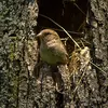 Il niche dans les **cavités, nichoirs ou à l'air libre**.