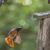 Au jardin, il ira dans les nichoirs **ouverts** ou les nichoirs fermés assez grands avec une ouverture large.
