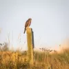et dans les **régions cultivées** avec des haies et bosquets.