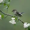 Le gobe-mouche est un **nicheur tardif** car il a besoin d'une **grande quantité d'insectes** disponible à la fin du printemps.