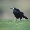 ... et un peu **ébouriffé** près des **pattes et du ventre**.