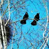 Le Corbeau freux est **monogame** : quand un couple se forme, ils resteront ensemble toute la vie.
