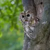 La Chouette hulotte est un rapace nocturne qui **chasse à l'affût**.