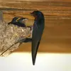 Comme l'Hirondelle de fenêtre, l'Hirondelle de cheminée est une **"bâtisseuse"**, elle construit entièrement son nid : c'est **une demi-coupe** de boue, d'herbe et de salive.