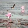 Elle passe l'**hiver en Afrique**, là où elle peut continuer à **se nourrir d'insectes**.