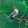 À la différence du Gobe-mouche gris, il **ne poursuit pas ses proies** et **ne revient pas sur le même perchoir**. 