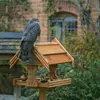 Au jardin, les mangeoires pour petits oiseaux est son **terrain de chasse préféré**.