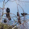 Le Corbeau freux est **très sociable**, il vit en **colonie très bruyante**,  qui semble parfois **très organisée**. 
