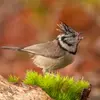 Parmi les mésanges, son chant est un peu plus reconnaissable: un cri répétitif et aigu qui **se termine par un son “roulé” qu'elle répète 2 ou 3 fois**.