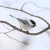La calotte de la Mésange boréale est d’un **noir plus mat**.
