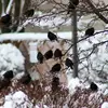 Il peut venir à la **mangeoire**, notamment **en cas de forte neige**.