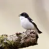 Le Gobe-mouche noir répète un chant **simple, assez mélodieux**. Il construit des **strophes courtes avec 3-4 notes différentes** avec parfois un **petit final joyeux !** Il est plus mélodieux que celui du Gobe-mouche gris.
