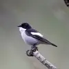 Son dos et ses ailes sont **brun-foncé à noir** avec un bandeau alaire (sur l'aile) **blanc**.