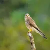 Il peut aussi chasser **perché sur un poste de guet**.