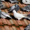 Toutes ces différences sont le résultat de **divers croisements** depuis son ancêtre, le **pigeon biset**.