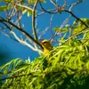 Même s'il a un plumage remarquable, on remarque plutôt le Loriot d'Europe **à son chant**.