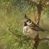 Elle est difficile à voir. Souvent cachée dans les **branches hautes de conifères** pour chercher de la nourriture.