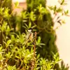 Généralement, on l’entend avant de pouvoir l’apercevoir, puisqu’elle est souvent en **haut des branches**.