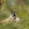 Plutôt **sédentaire**, elle reste généralement proche du lieu où elle est née.