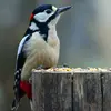 Il a la tête **noire et blanche**, une moustache **noire** et une tache **rouge** sur la nuque.