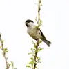 On différencie la Mésange nonnette de la Mésange boréale grâce à leurs **cris  et chants différents**.