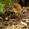 Au jardin, le Rouge-gorge s'installe dans des coins embroussaillés avec des **buissons épais et arbustes ou des tas de bois**. Il peut y faire le nid.