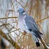 Le Pigeon ramier a besoin à la fois d'un **mileu arboré** pour sa reproduction, et d'un **milieu dégagé** pour se nourrir au sol.