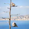 On l'appelle "Tourterelle turque" parce qu'elle **s'est répandue de manière fulgurante depuis la Turquie** jusqu'en Europe, Afrique et Amérique **durant le XXème siècle**.
