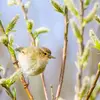 Au printemps, il profite des **chatons des arbres** pour trouver des insectes.