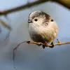 Son **bec court et faible** lui permet de se nourrir d’insectes, de larves, d'œufs et de quelques graines molles.