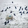Le Corbeau freux vit dans les **grandes plaines cultivées et arborées**, à la lisière des bois et dans les **parcs et jardins** des villes.