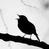 On reconnaît sa **silhouette** : il est rondelet et haut sur pattes.
