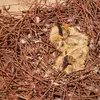 La période de reproduction du Pigeon domestique s'étend de **mars à septembre**, parfois **toute l'année**.