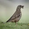 **En été**, on peut la voir dans les **jardins** pour trouver des vers et insectes...