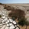 Les **sécheresses** et la **désertification grandissante** provoquent une **mortalité** très élevée des oiseaux lors des **migrations**, dont pourrait être victime le Gobe-mouche gris. 