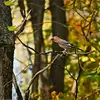 Le Geai des chênes vit dans les **forêts**, dans les plaines et à la montagne et dans les parcs et jardins.
