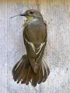 Son nid est une **coupe** de brindilles et de feuilles dans les cavités et nichoirs.