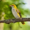 Le plumage de la femelle est plus **terne** avec des couleurs **jaune-verdâtre et brun-gris** et le **ventre clair** légèrement   tacheté.