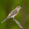 Le chant du Gobe-mouche gris est un **pépiement aigu, doux avec peu de variations**, qu'il répète avec monotonie, pas très mélodique.