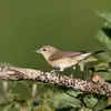 La Fauvette des jardins est insectivore.