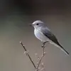 Le Gobe-mouche gris a un plumage plein de **nuances de gris**.