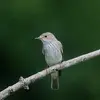 Sa poitrine et ses flancs sont **gris clairs** avec des **rayures peu marquées**.