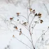 C'est un oiseau **très sociable**. Il vit souvent **en groupe en dehors de la saison des nids**.