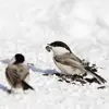 Elle se déplace souvent en **couple** et se joint rarement aux autres oiseaux.