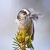 L’**intérieur** est couvert de plein de petites **plumes** qui servent d’isolant.