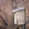 Les effectifs de l'Hirondelle de fenêtre **diminuent**. Aujourd'hui principalement **citadine**, ses **nids** sont **parfois détruits**. 