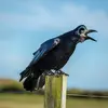 Les croassements du Corbeau freux sont **proches de ceux de la corneille**. Ils sont un peu **plus nasillards**, "aarrrrhhh"